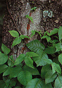 Poison Ivy