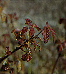 Poison Oak